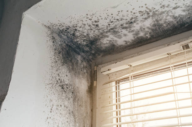 Trusted Black Mold Removal service in Riverton, NJ - Cheap Mold Removal